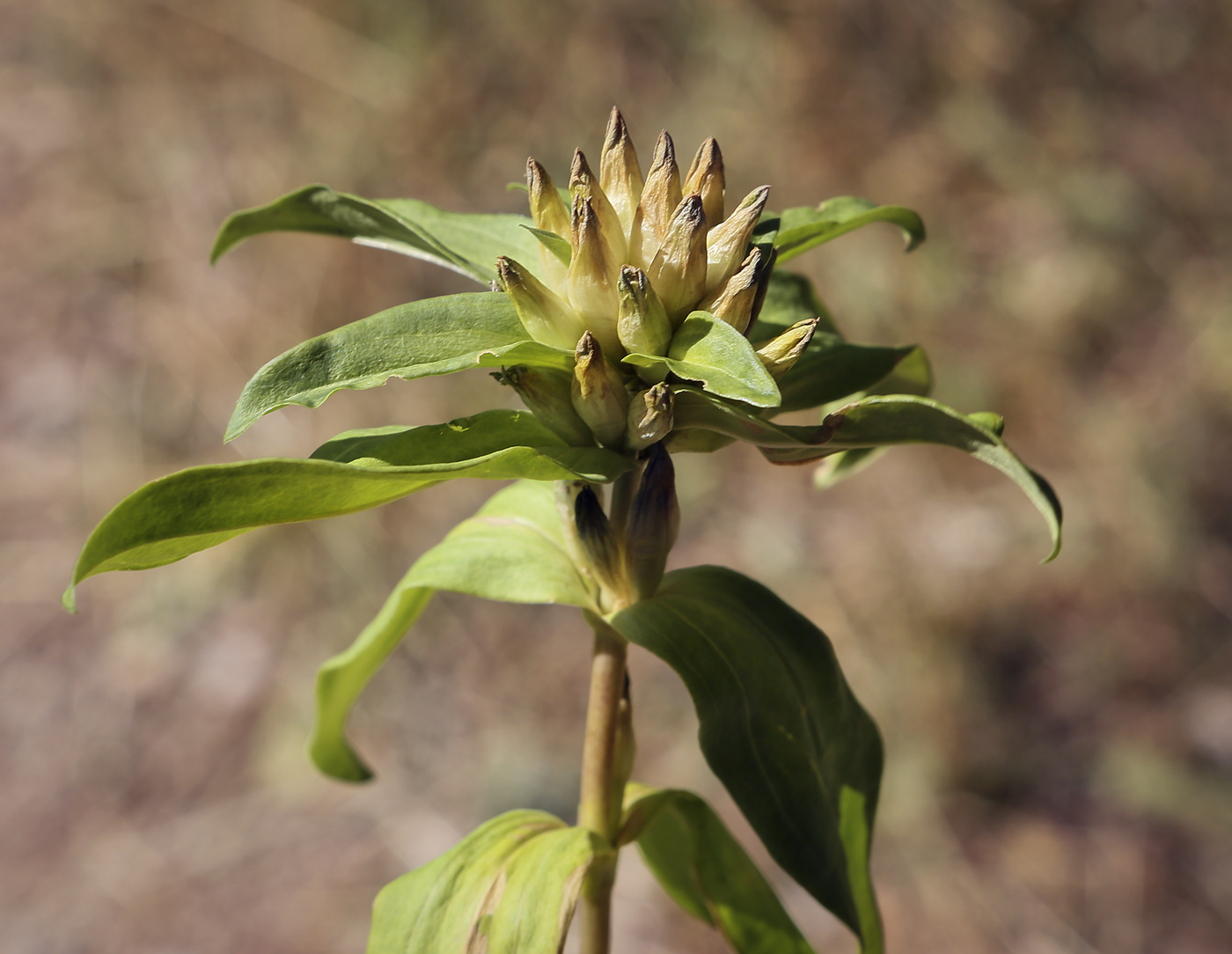 Изображение особи Gentiana cruciata.