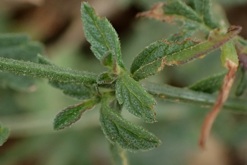 Изображение особи Verbena officinalis.