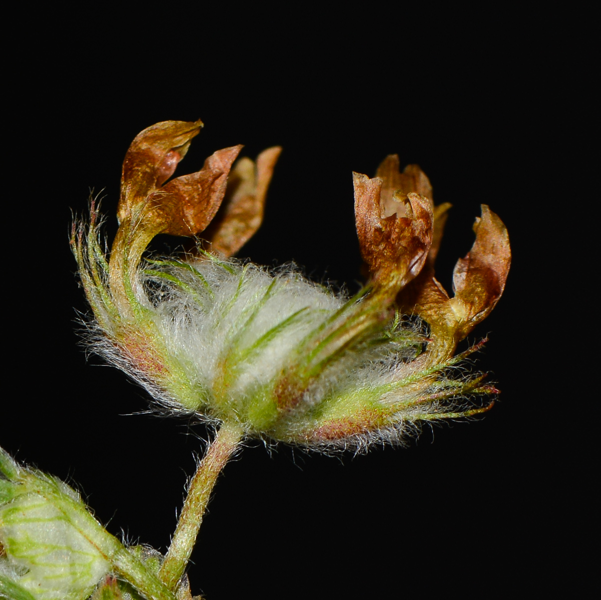 Image of Trifolium eriosphaerum specimen.