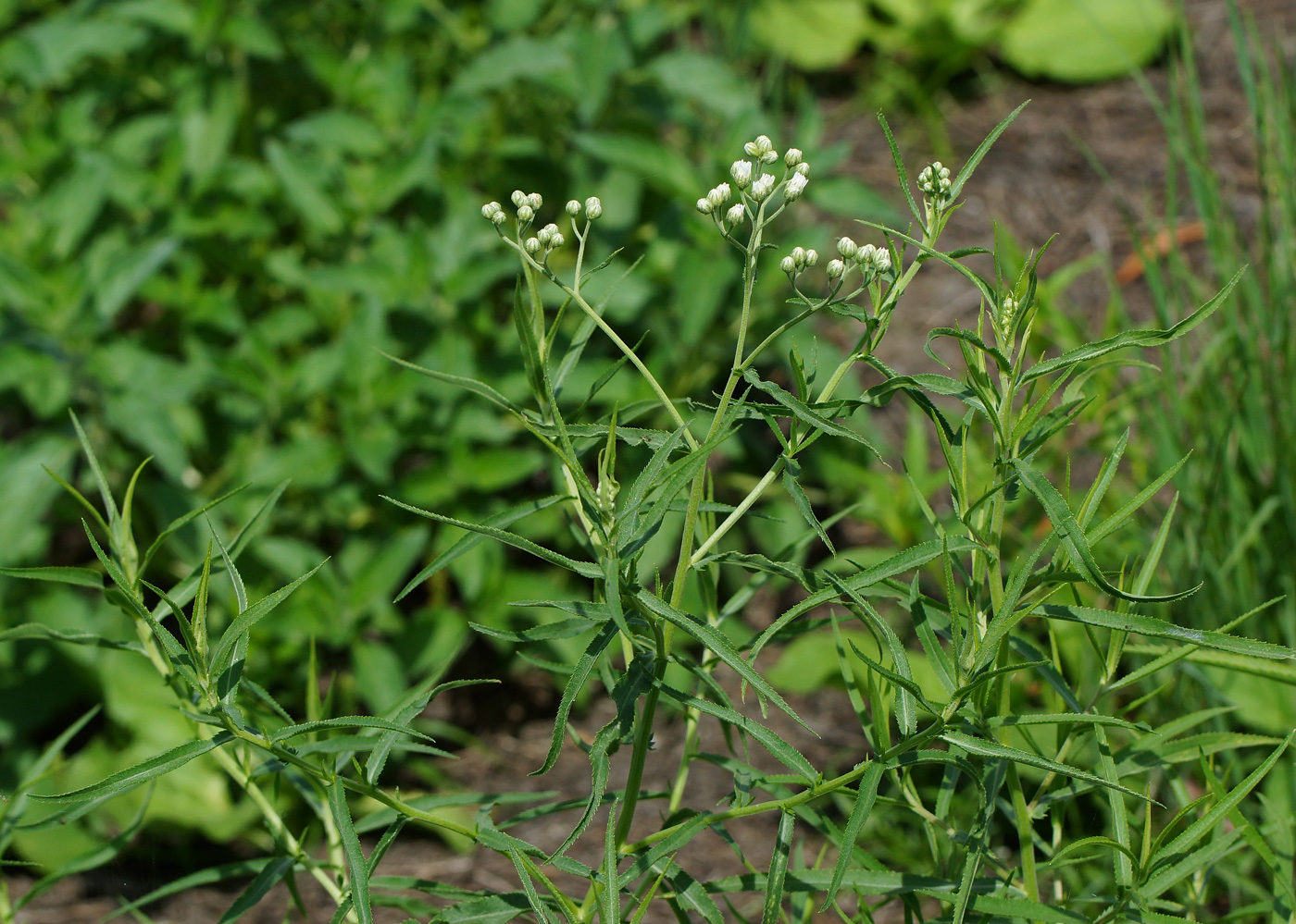 Image of Achillea cartilaginea specimen.