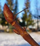 Aesculus hippocastanum. Зимующая почка на конце побега. Чувашия, г. Шумерля, городской парк. 25 декабря 2008 г.