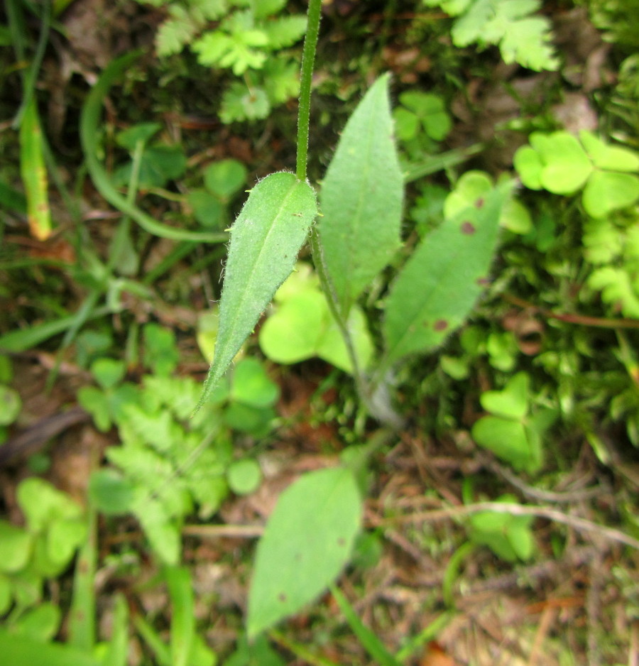 Изображение особи Hieracium silenii.