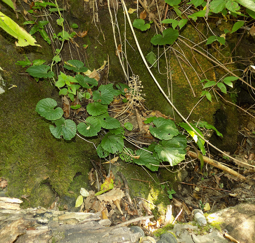 Image of Pachyphragma macrophyllum specimen.