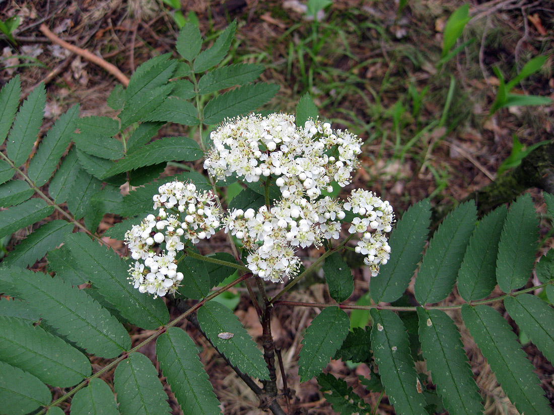 Image of Sorbus aucuparia specimen.