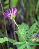 Trifolium lupinaster