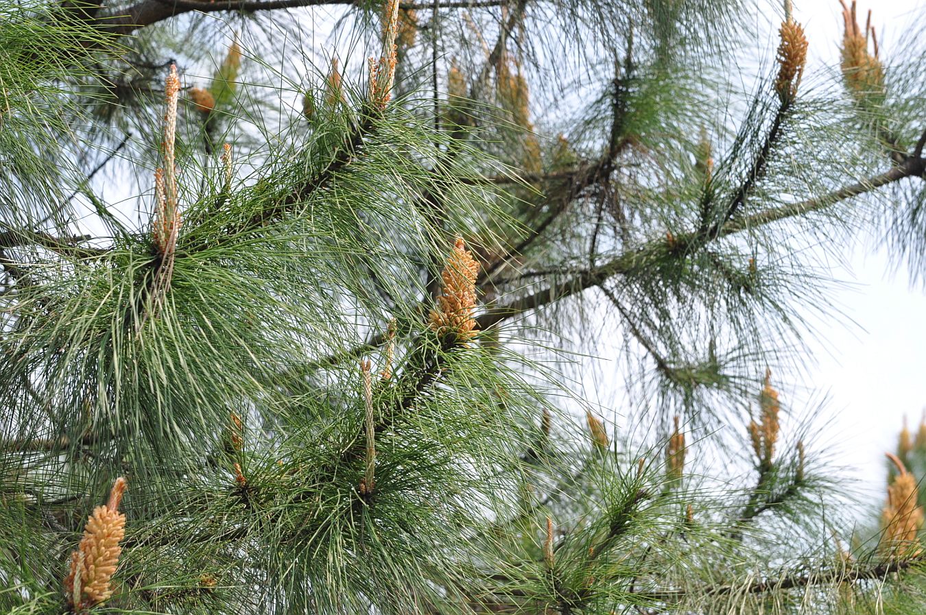 Image of genus Pinus specimen.