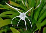 Hymenocallis speciosa