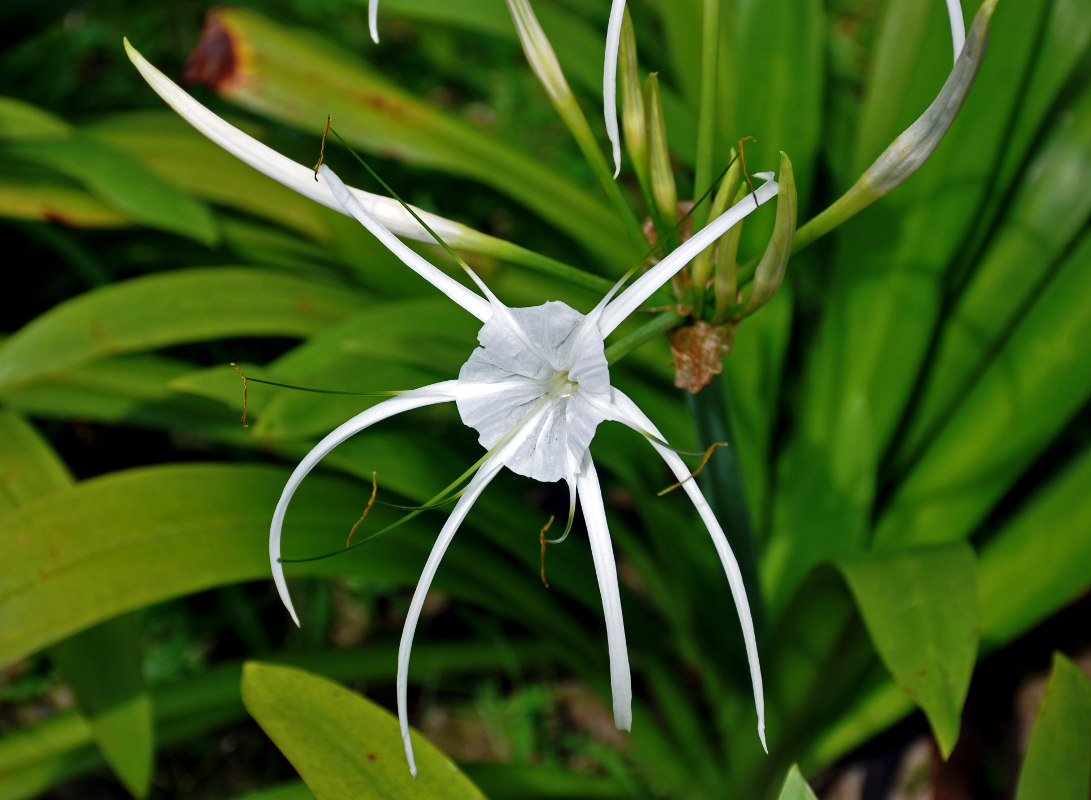 Image of Hymenocallis speciosa specimen.