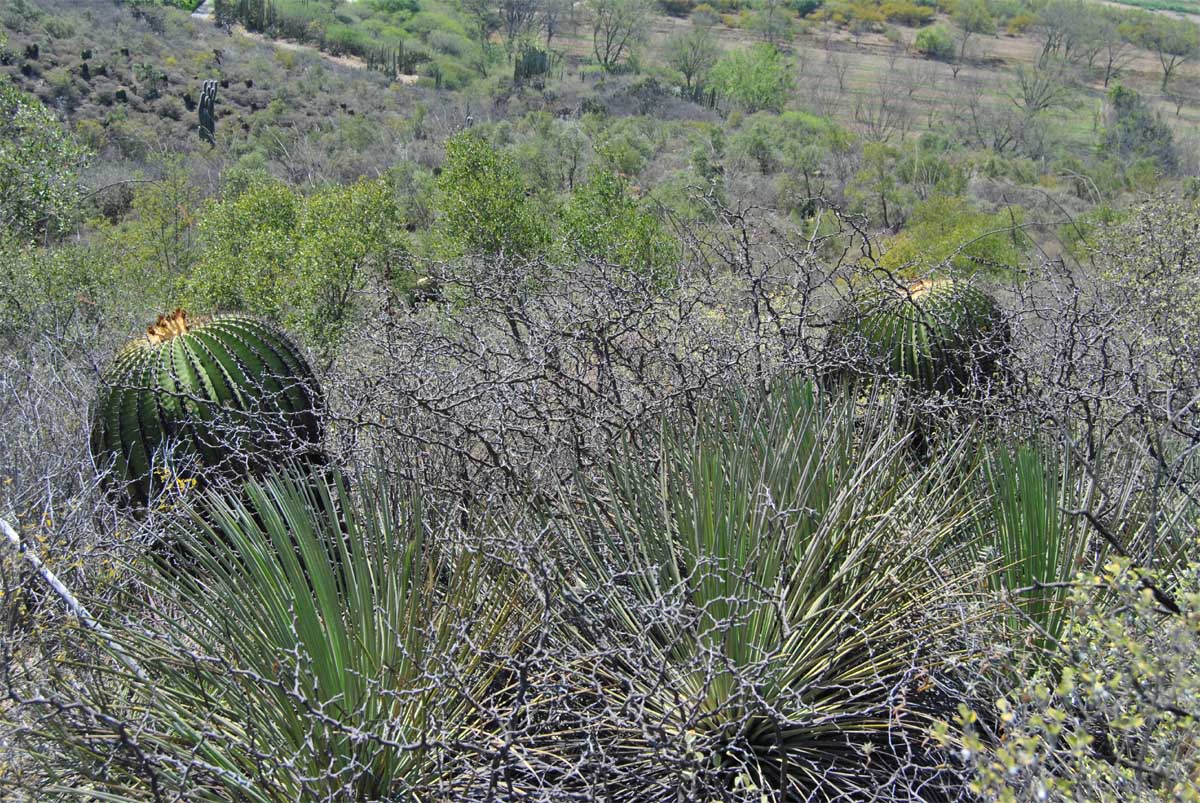 Изображение особи Echinocactus platyacanthus.