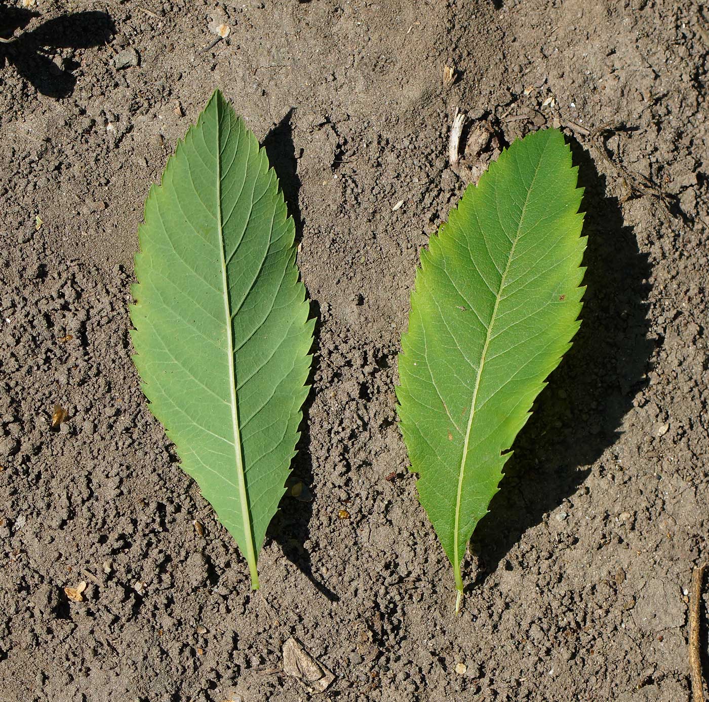 Image of Spiraea alba specimen.