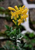 Tecomaria capensis. Верхушка побега с соцветием. Малайзия, о-в Пенанг, г. Джорджтаун, в культуре. 07.05.2017.