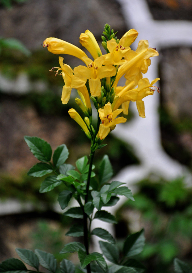 Изображение особи Tecomaria capensis.