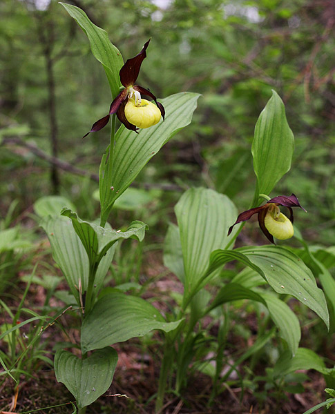 Image of Cypripedium calceolus specimen.