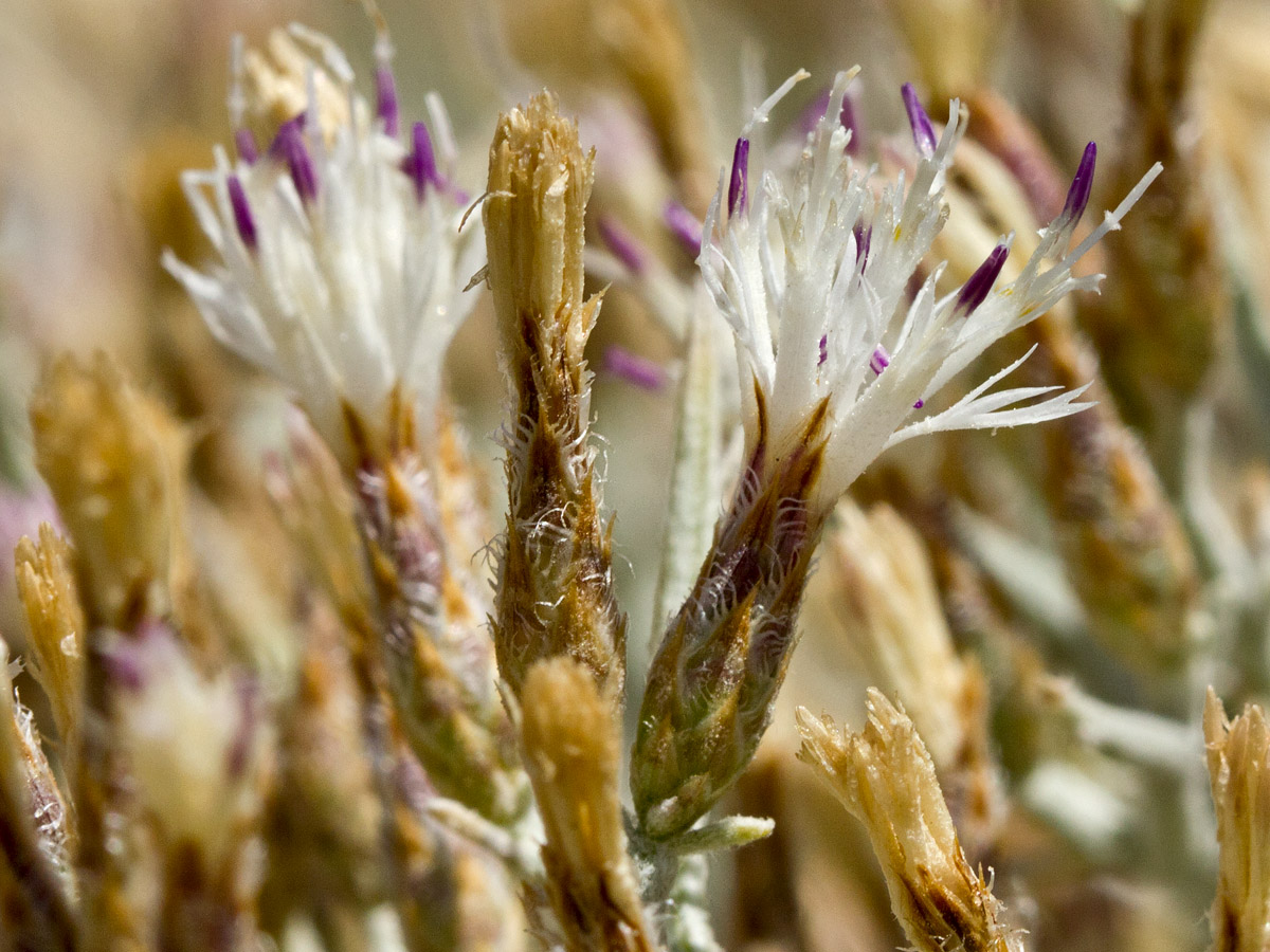 Изображение особи Centaurea spinosa.