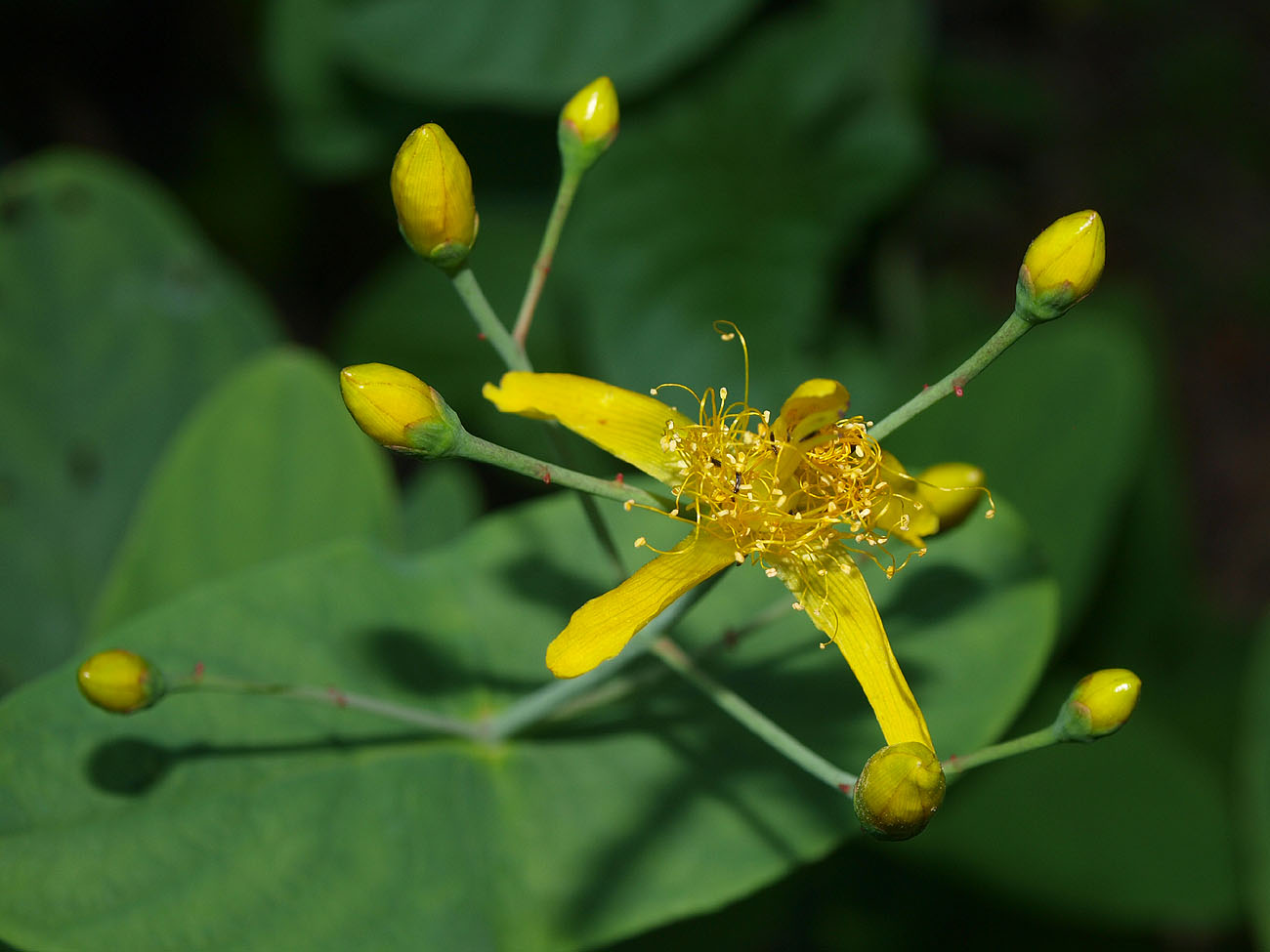 Image of Hypericum bupleuroides specimen.