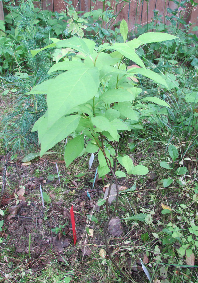 Image of Nyssa sylvatica specimen.