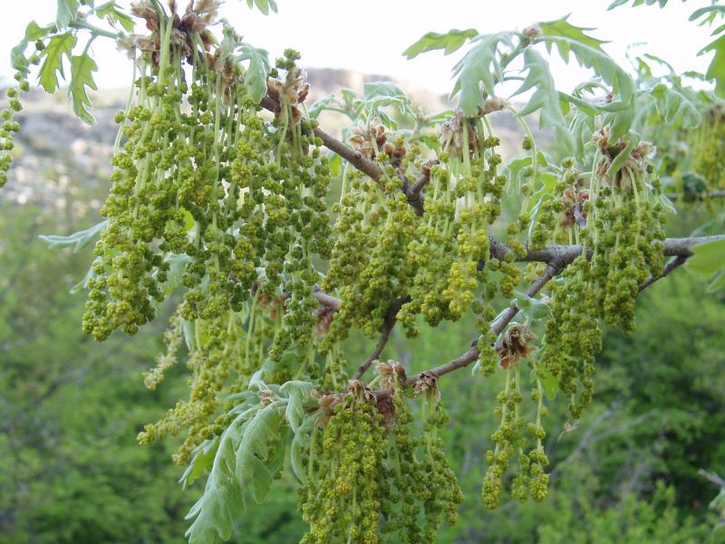 Image of Quercus pubescens specimen.