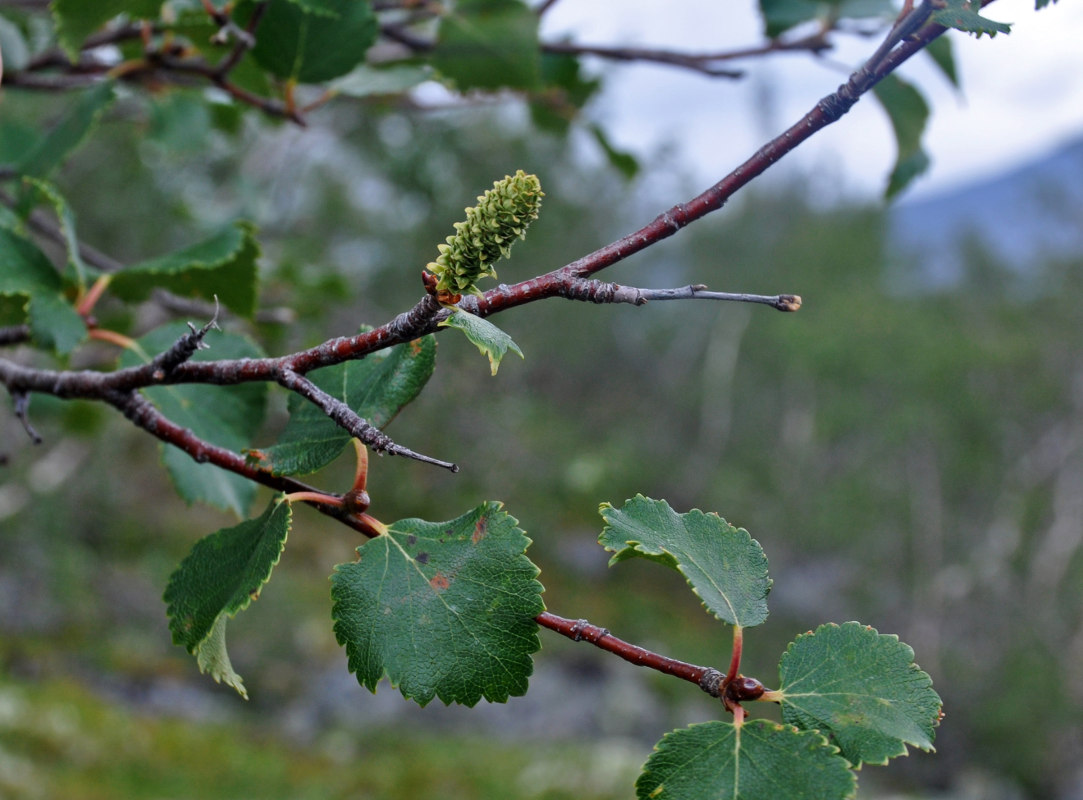 Image of genus Betula specimen.