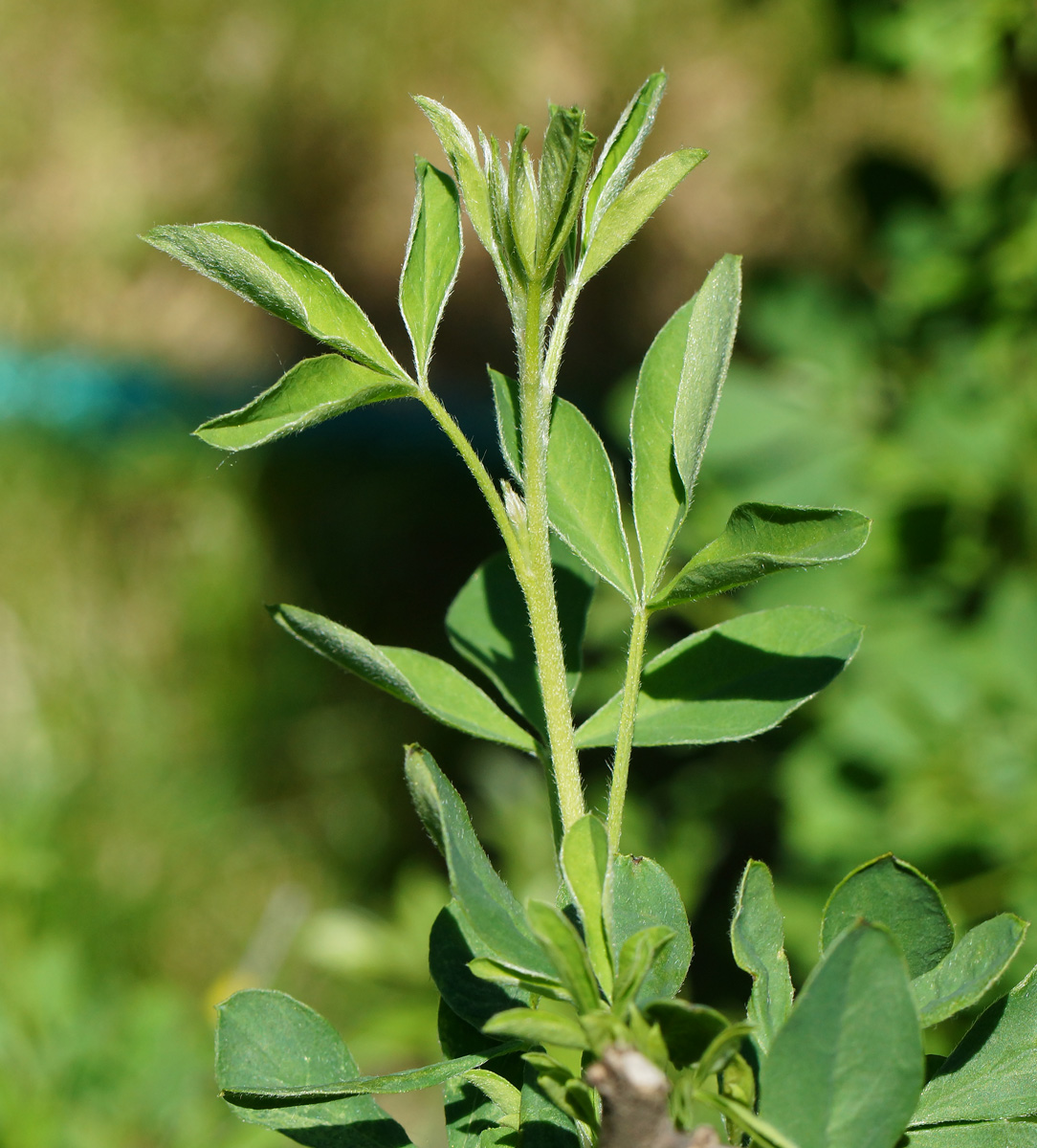 Image of Chamaecytisus ruthenicus specimen.