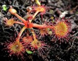 Drosera rotundifolia. Вегетирующее растение с начавшим развитие генеративным побегом. Окр. Архангельска, болото. 12 июня 2010 г.