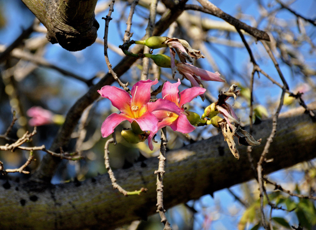 Изображение особи Ceiba speciosa.