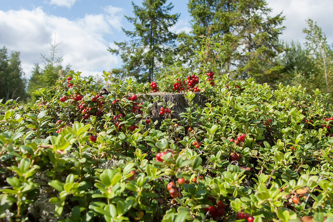 Изображение особи Vaccinium vitis-idaea.