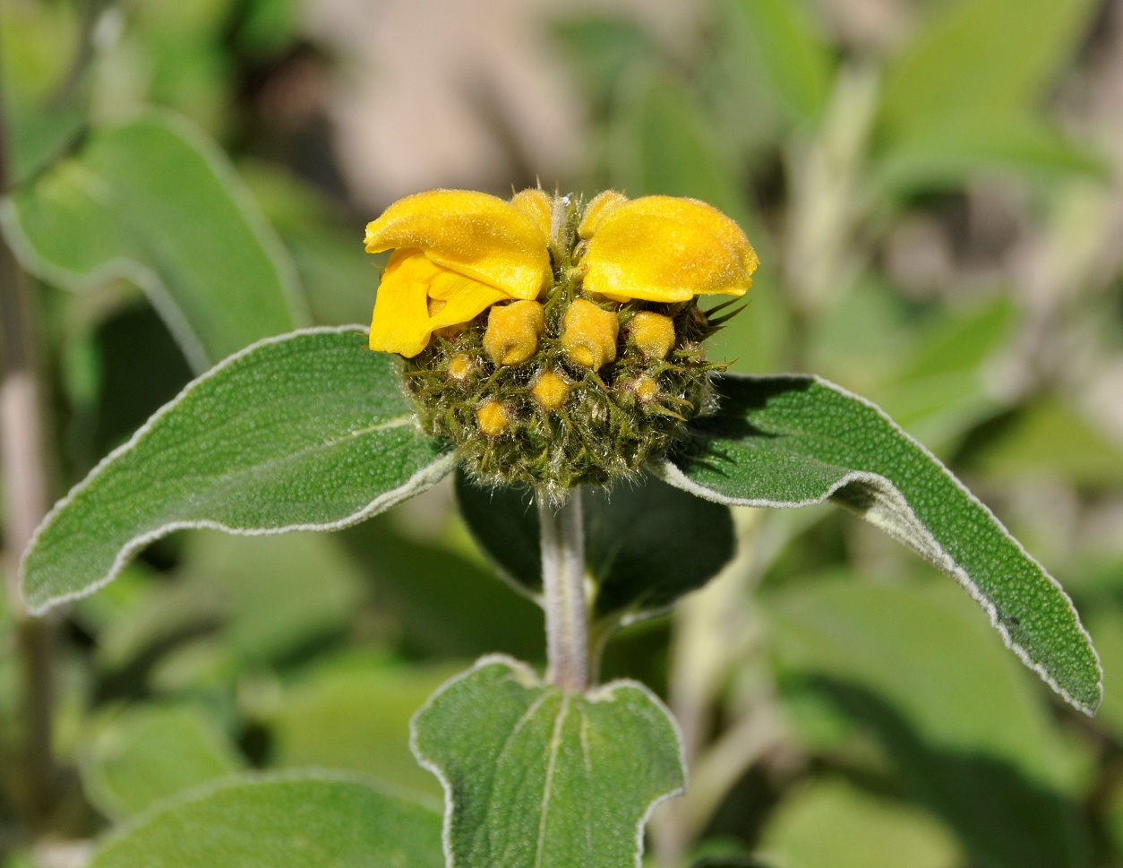 Изображение особи Phlomis lunariifolia.