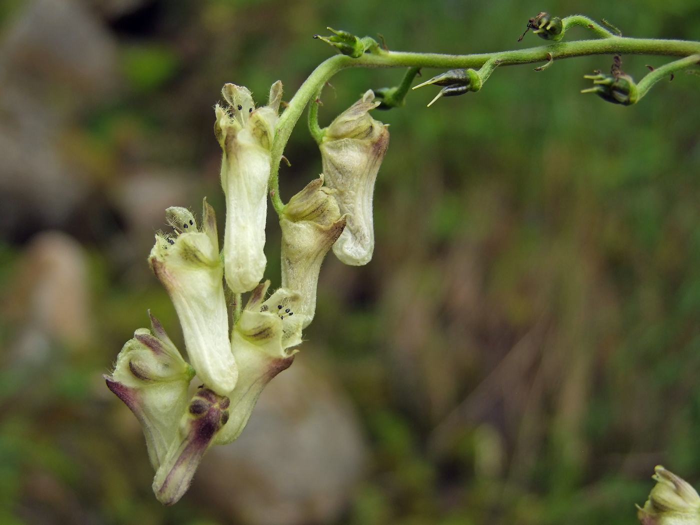 Image of Aconitum ajanense specimen.