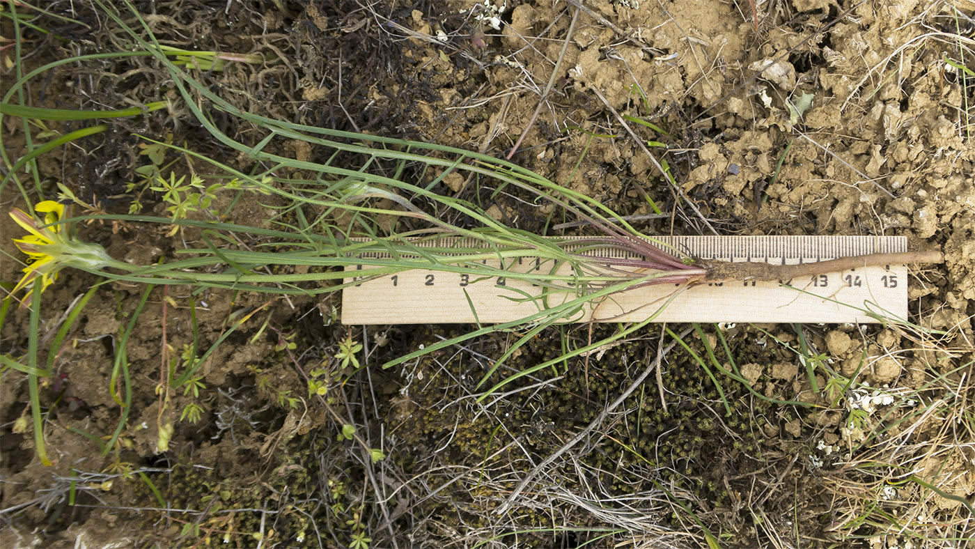 Image of Scorzonera cana specimen.