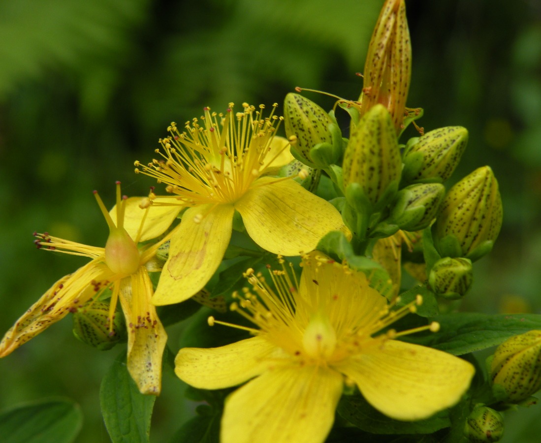 Image of Hypericum maculatum specimen.