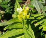 Gentiana cruciata. Верхушка побега с расцветающим соцветием (белоцветковая форма). Горный Крым, Главная гряда, Ай-Петринская яйла, разнотравный луг. 07.08.2019.