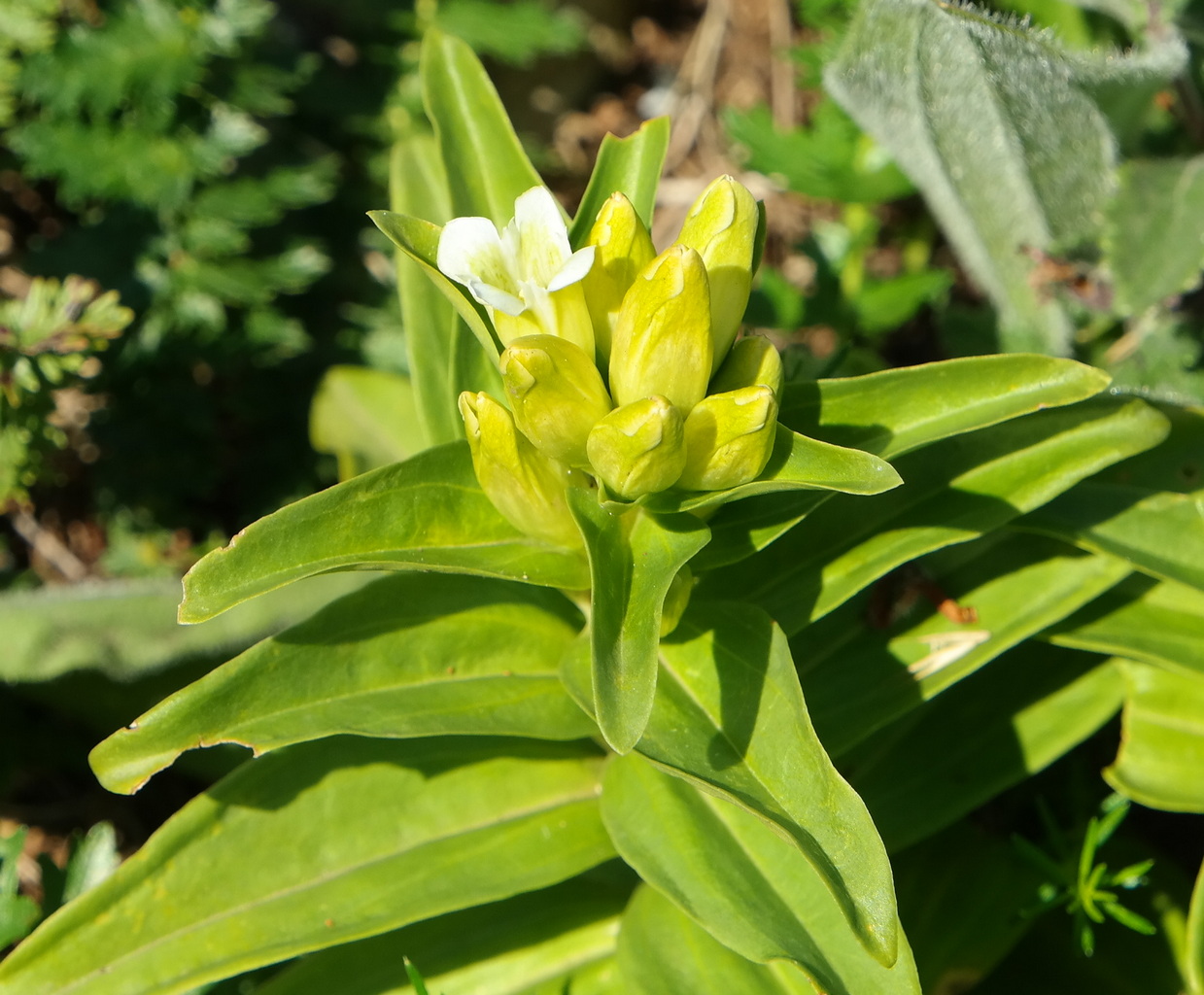 Изображение особи Gentiana cruciata.