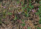 Erodium cicutarium