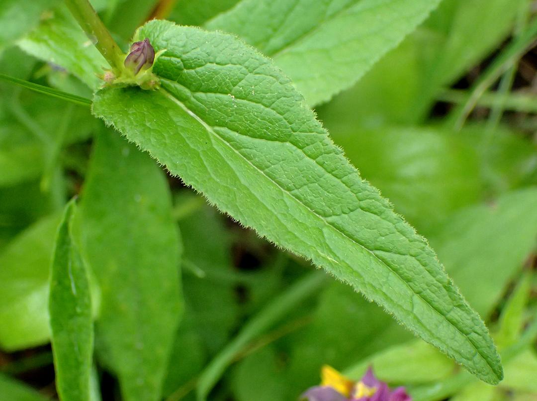 Image of Campanula glomerata specimen.