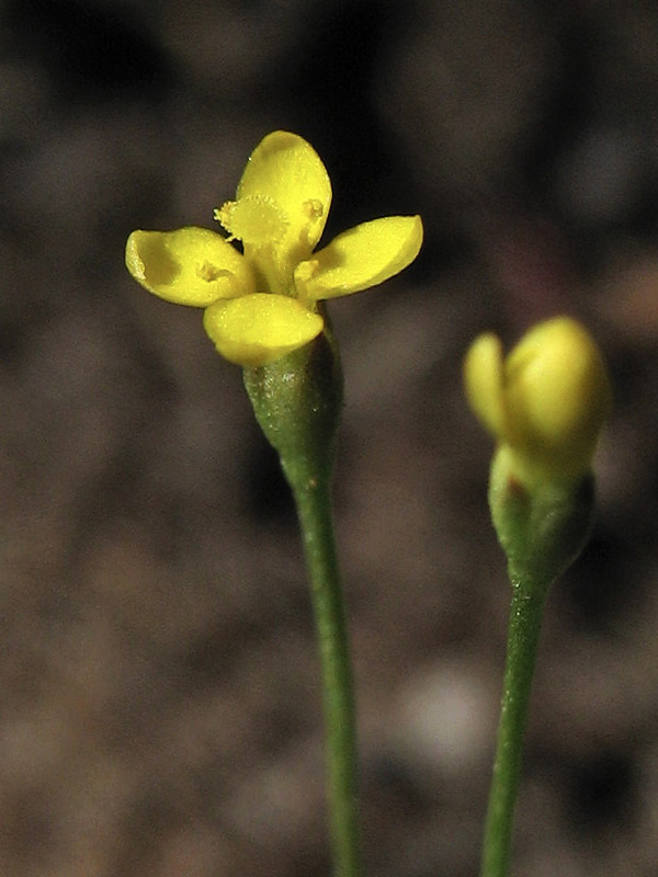 Изображение особи Cicendia filiformis.