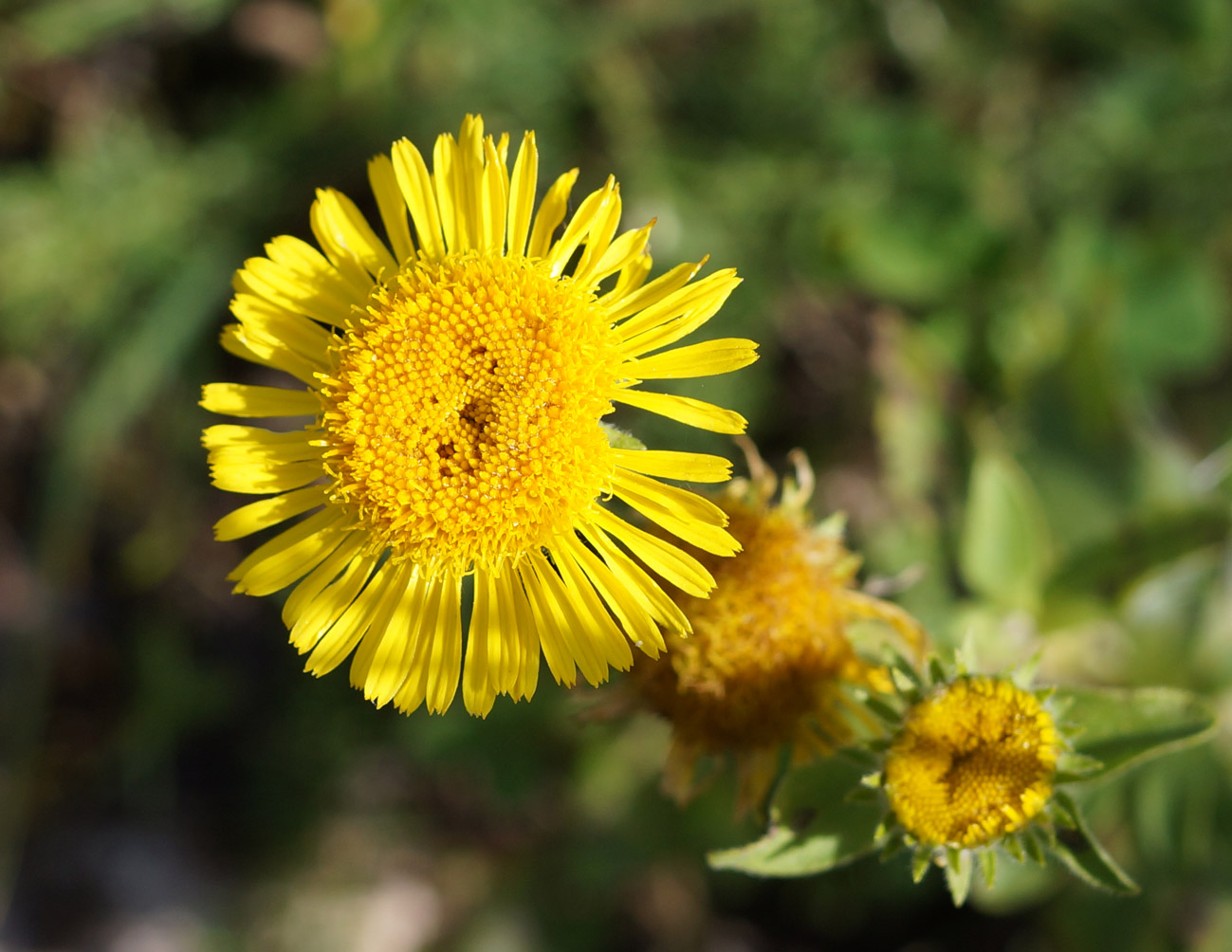 Image of Inula britannica specimen.