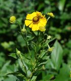 Helenium autumnale