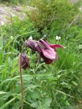 Aquilegia atrovinosa