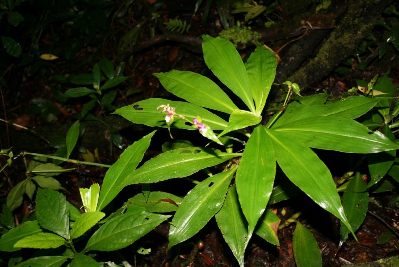 Image of Tradescantia zanonia specimen.