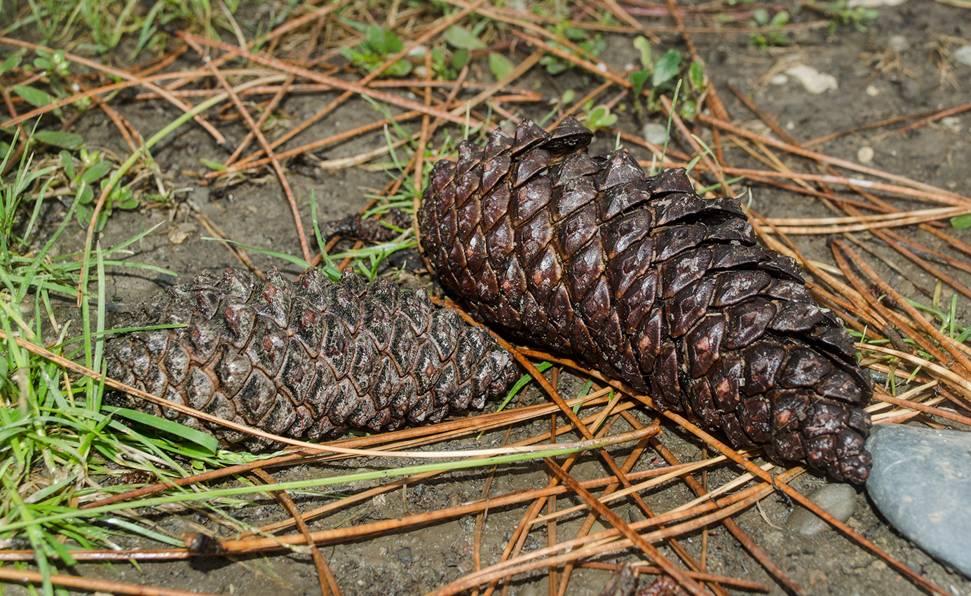 Image of genus Pinus specimen.