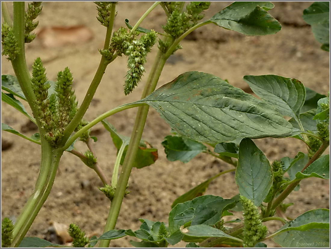 Image of Amaranthus retroflexus specimen.