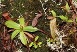 Nepenthes macfarlanei