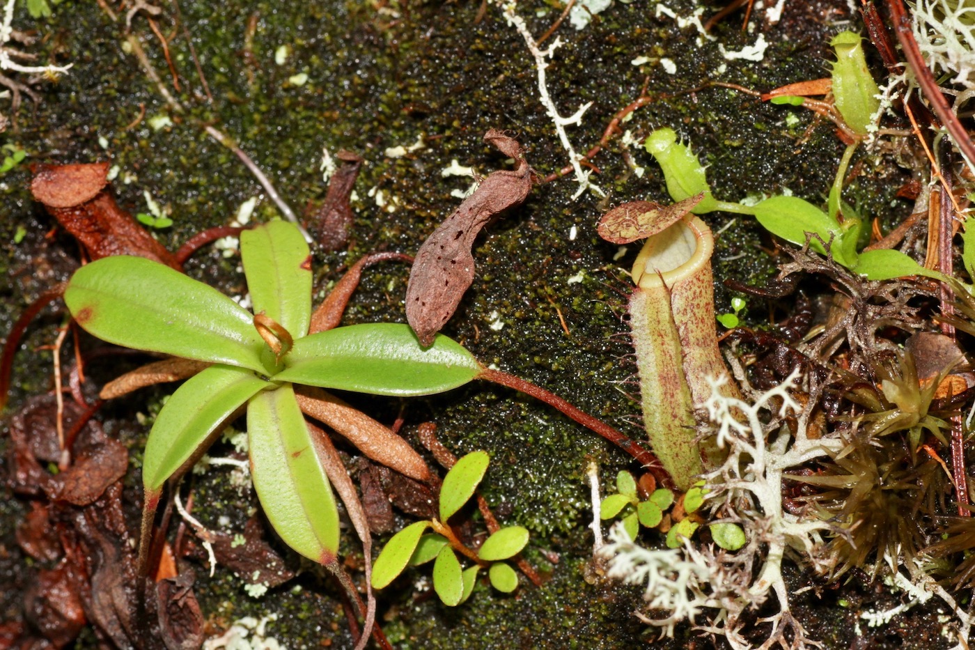 Image of Nepenthes macfarlanei specimen.