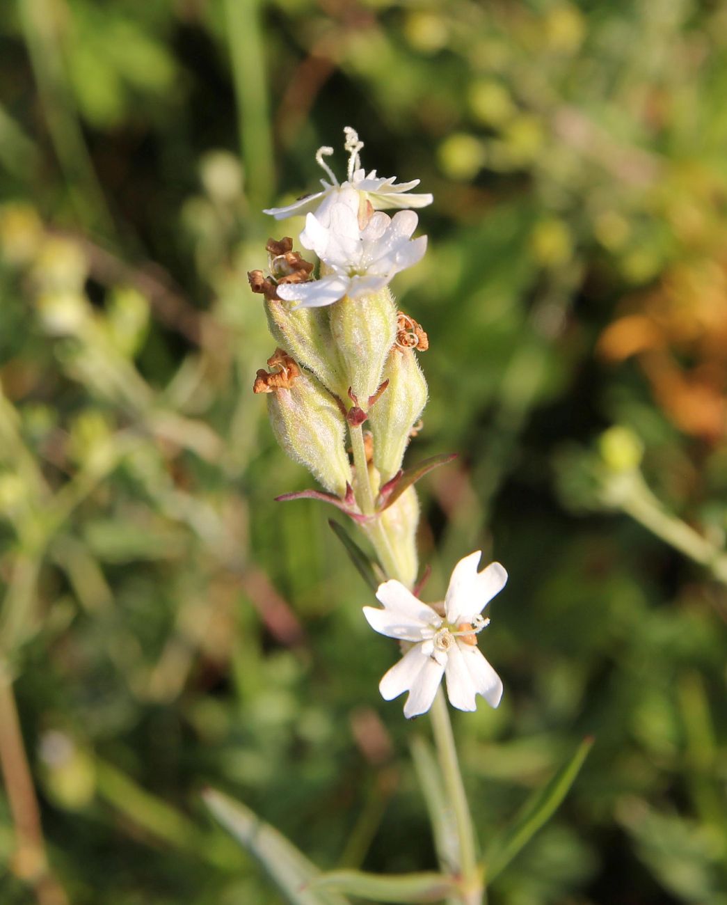 Image of Silene amoena specimen.