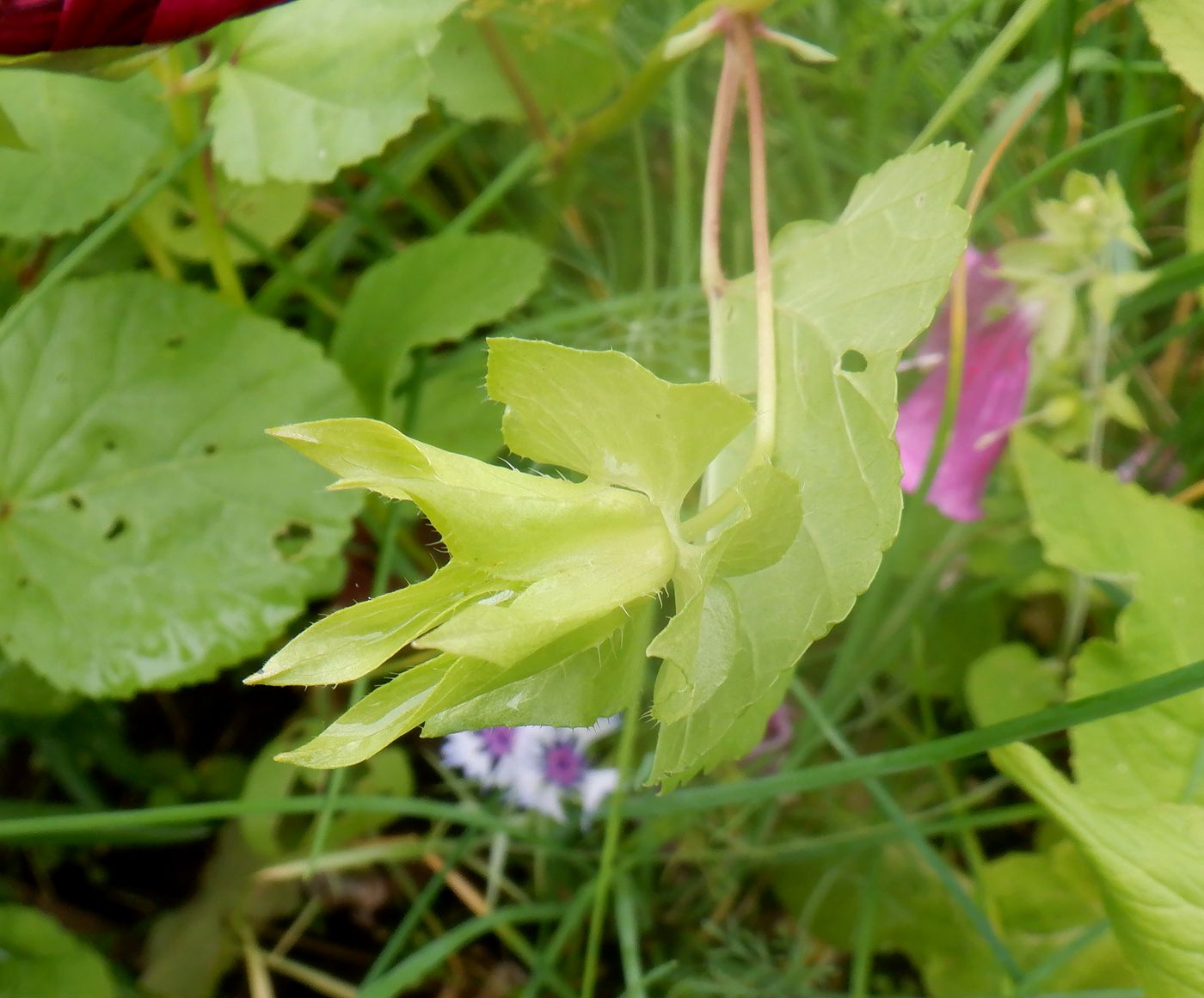 Image of Malope trifida specimen.