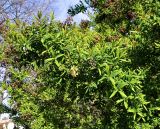 Hypericum canariense