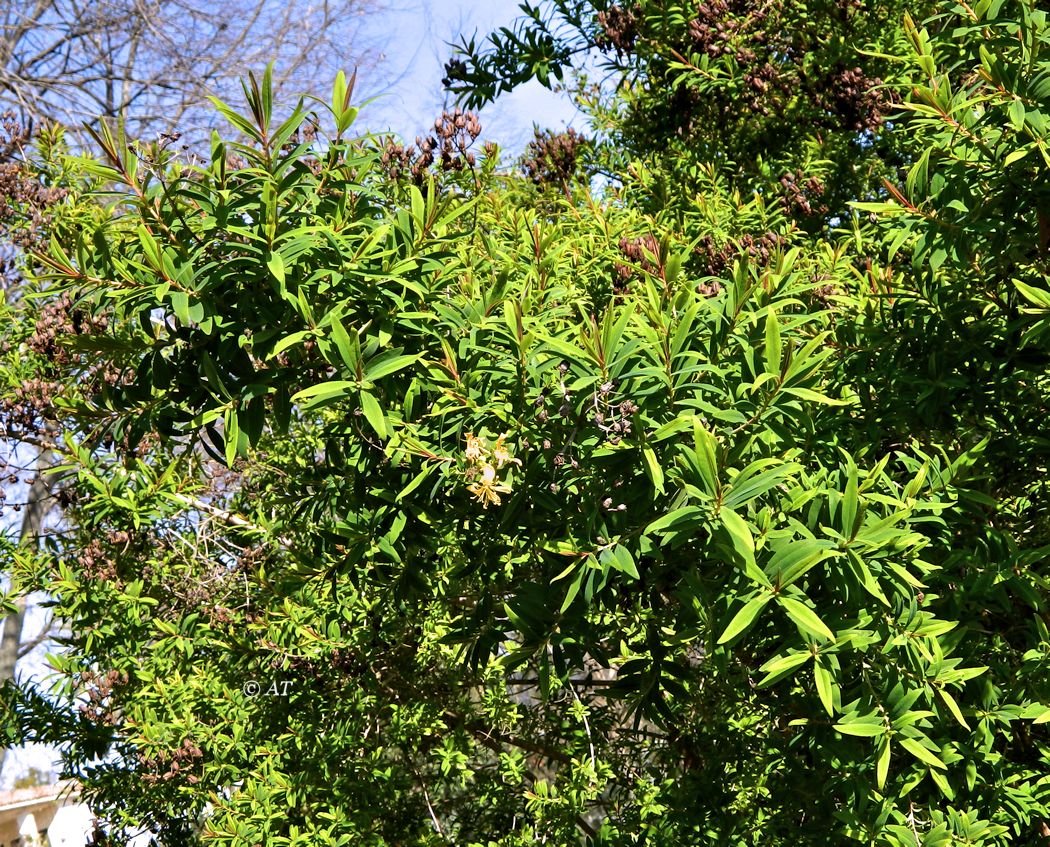 Image of Hypericum canariense specimen.