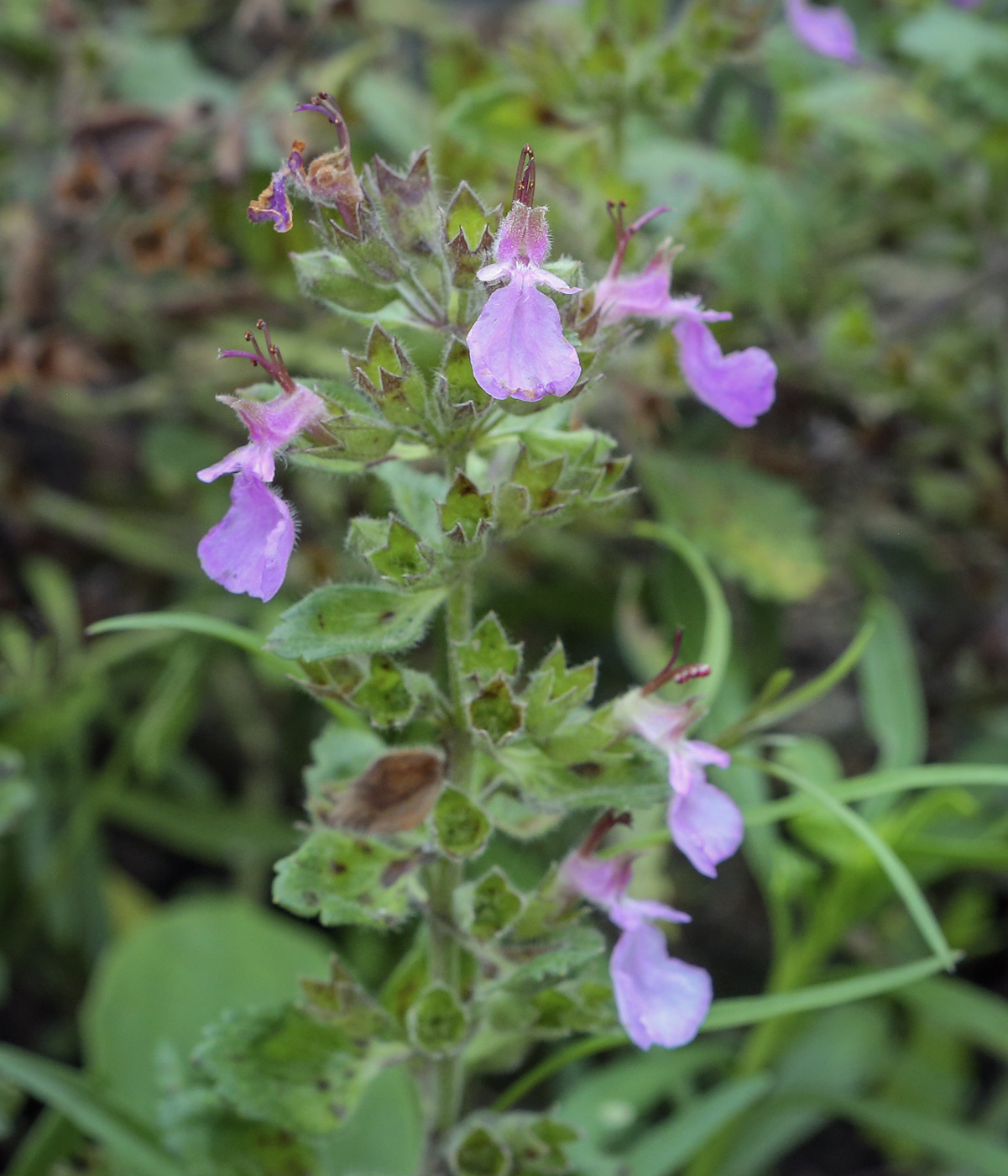 Изображение особи род Teucrium.