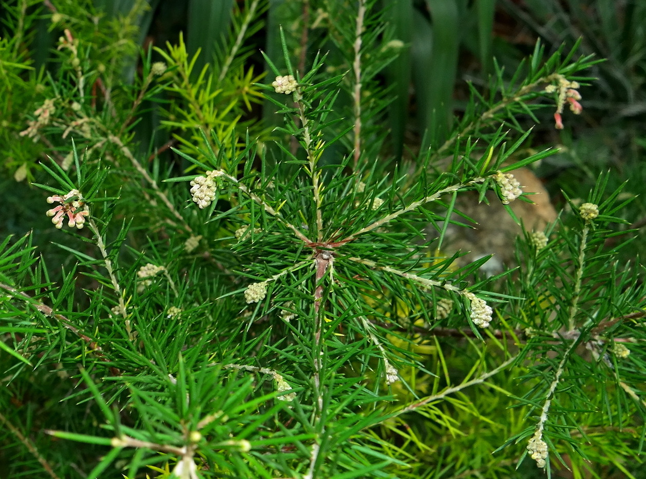 Image of Erica arborea specimen.