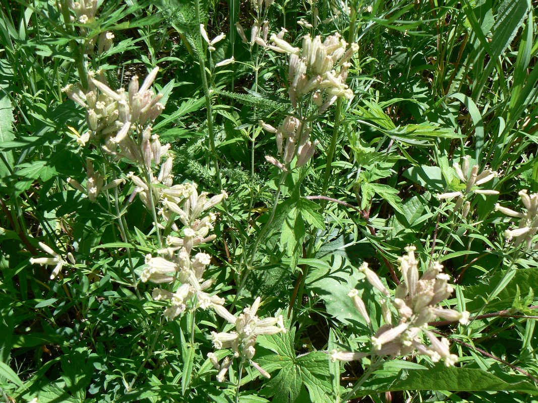 Image of Silene amoena specimen.